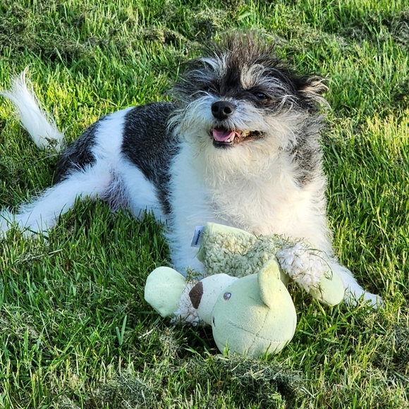 Meet your Posher, Anna - Picture 4 of 12